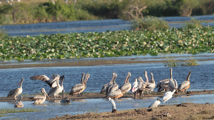 A wildlife park in Hambantota