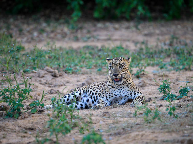Yala National Park Yala National Park