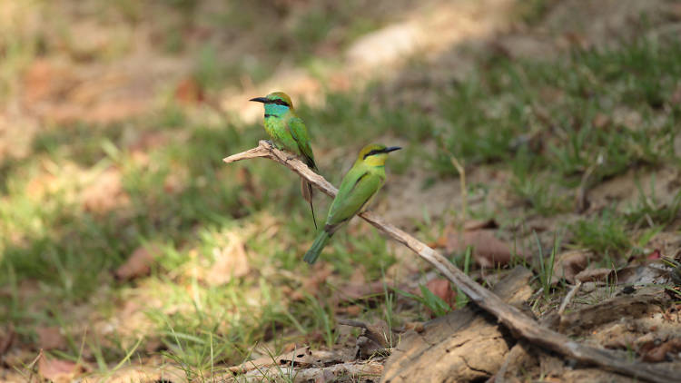 A wildlife National Park in Tissamaharama