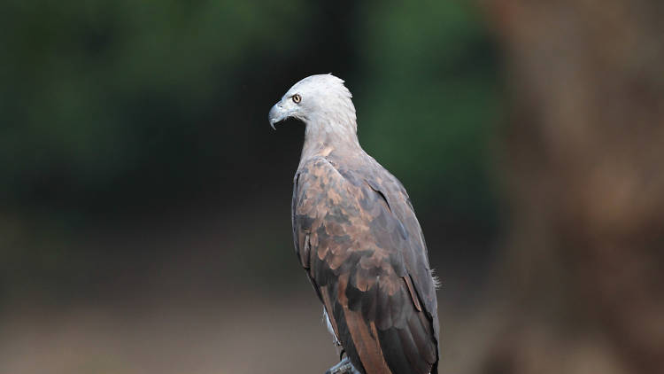 A wildlife National Park in Tissamaharama