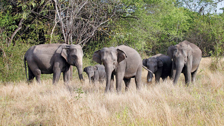 A popular destination at Polonnaruwa