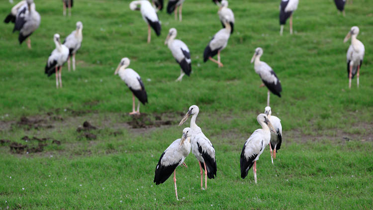 A wildlife park at Minneriya