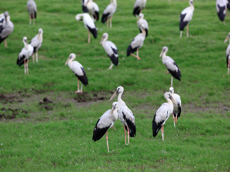 Minneriya National Park