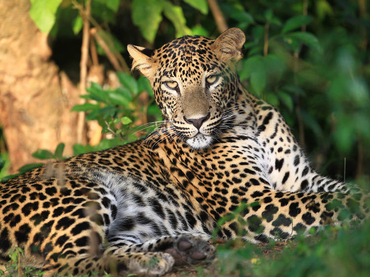 Wilpattu National Park