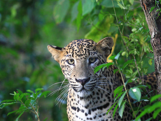 Wilpattu National Park | Travel in Puttalam, Sri Lanka