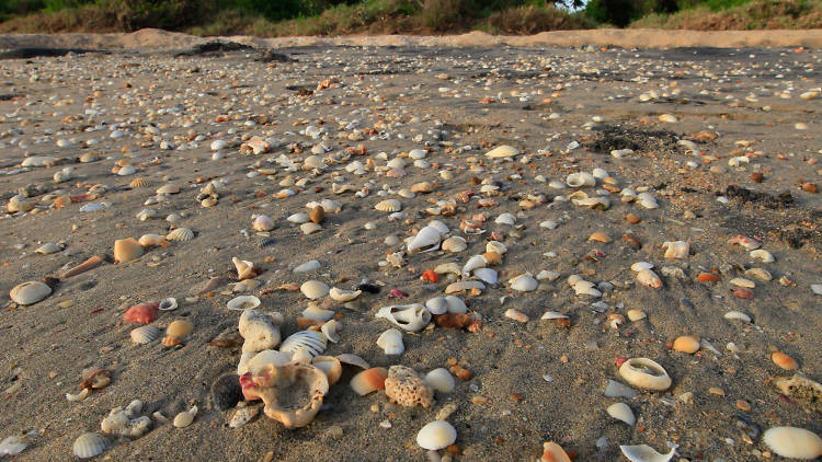 A serene beach in Trincomalee