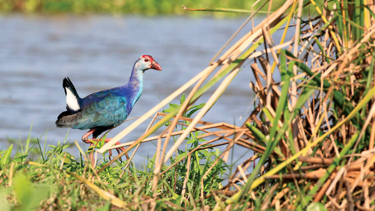 A bird sanctuary located in the Hambantota district