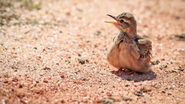 A bird sanctuary located in the Hambantota district