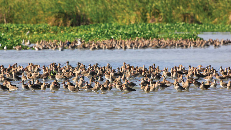 A bird sanctuary located in the Hambantota district