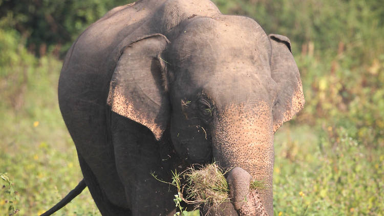 Kaudulla National Park | Travel In Polonnaruwa, Sri Lanka