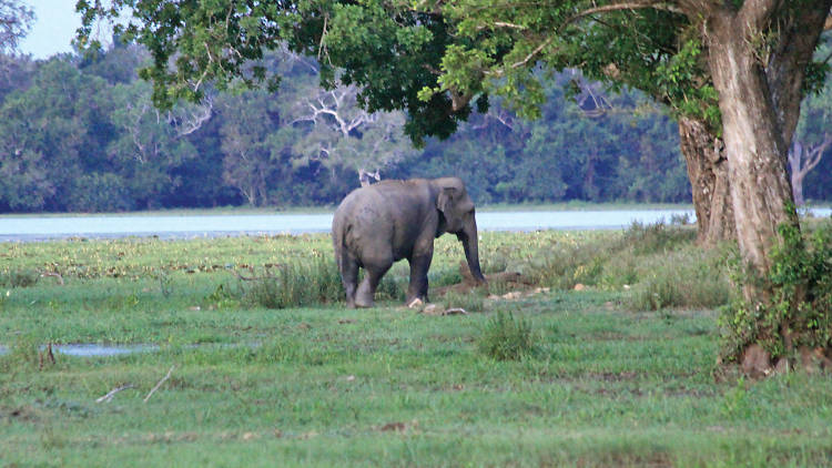A habitat for elephants, birds and other wildlife
