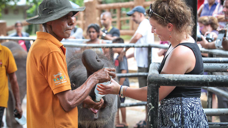 An elephant sanctuary