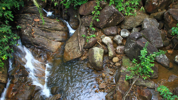 A forest reserve in Sri Lanka