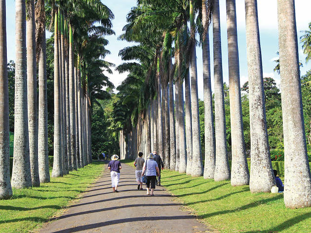 Image result for kandy royal botanical garden