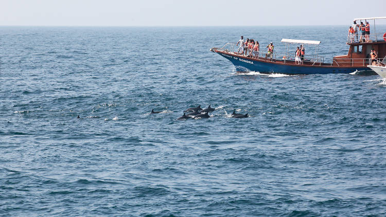 Whale watching in Mirissa and Kalpitiya