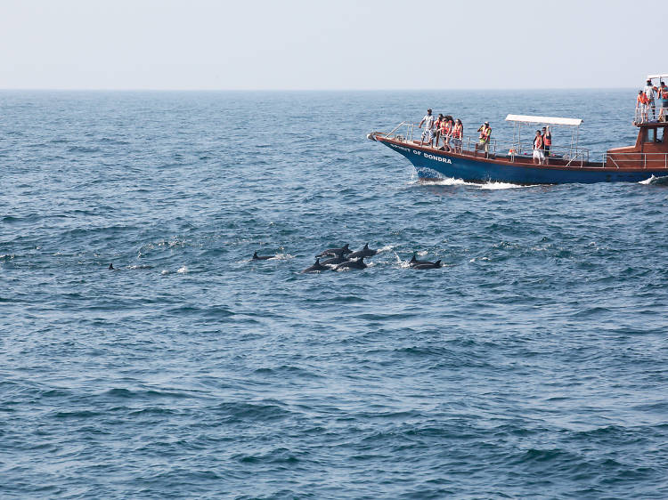 Whale watching in Mirissa and Kalpitiya