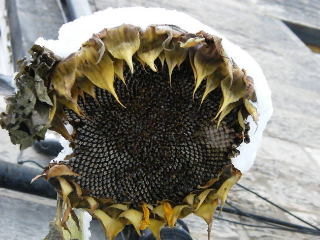 Sunflower in snow Sunflower in snow