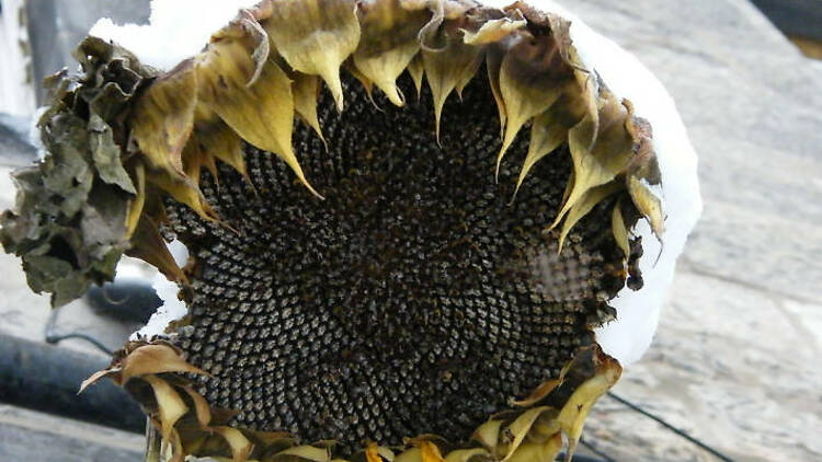 Sunflower in snow