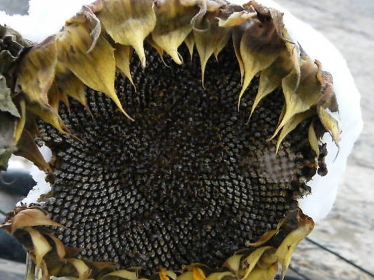 Sunflower in snow