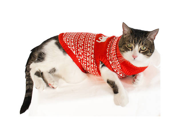 Best cat costumes for the holidays