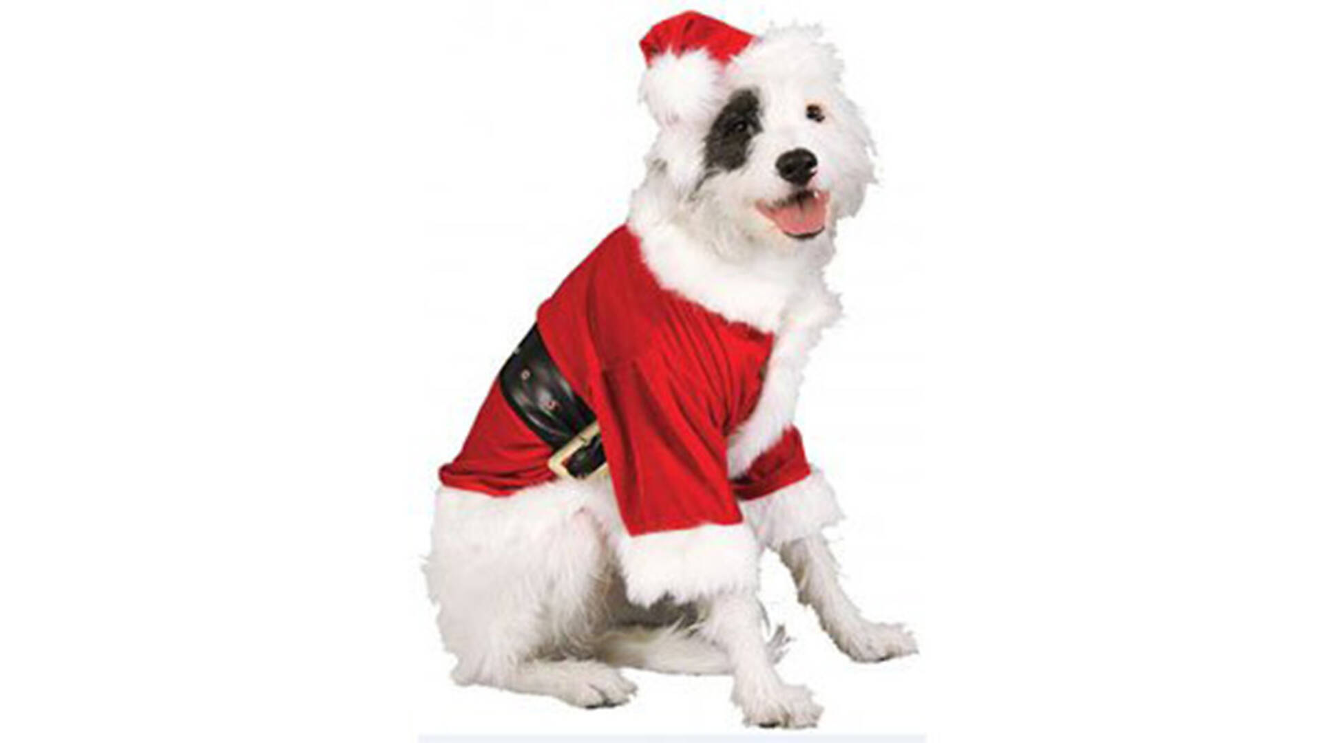 Best dog costumes for Christmas and Hanukkah