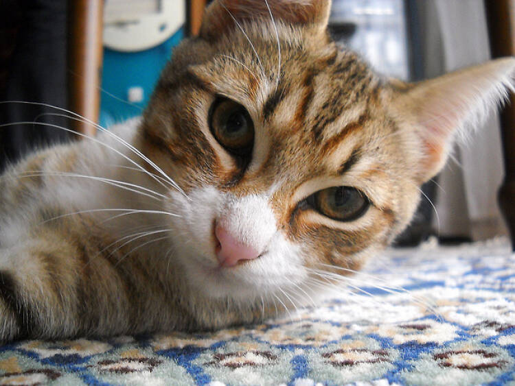 The cats of Paris (© Laura Turriani)