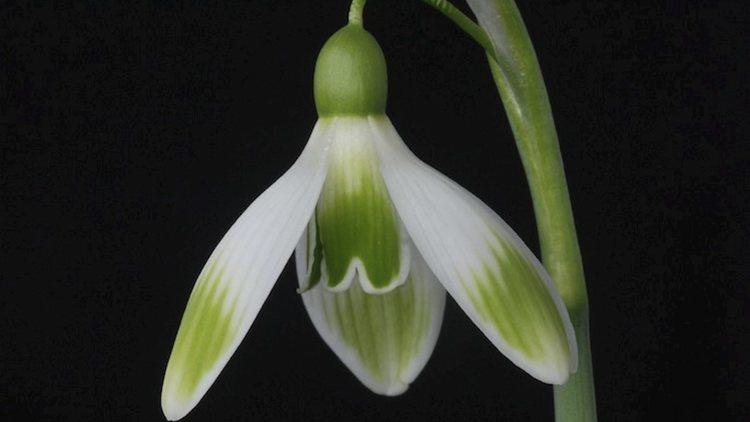 Rare hybrid snowdrop