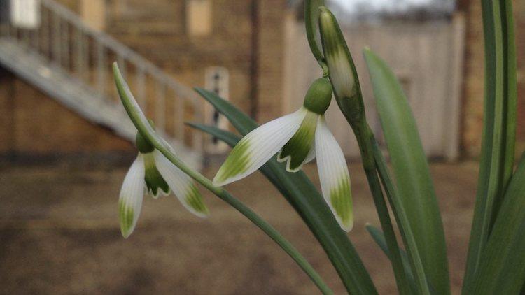 Rare hybrid snowdrop