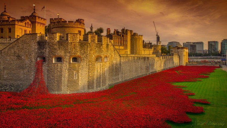 November: Poppies