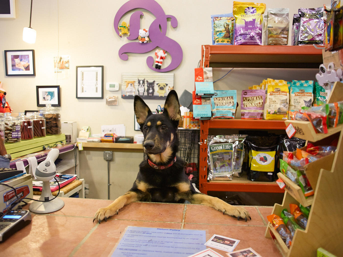 Pet stores in Chicago for dog leashes, cat collars and more