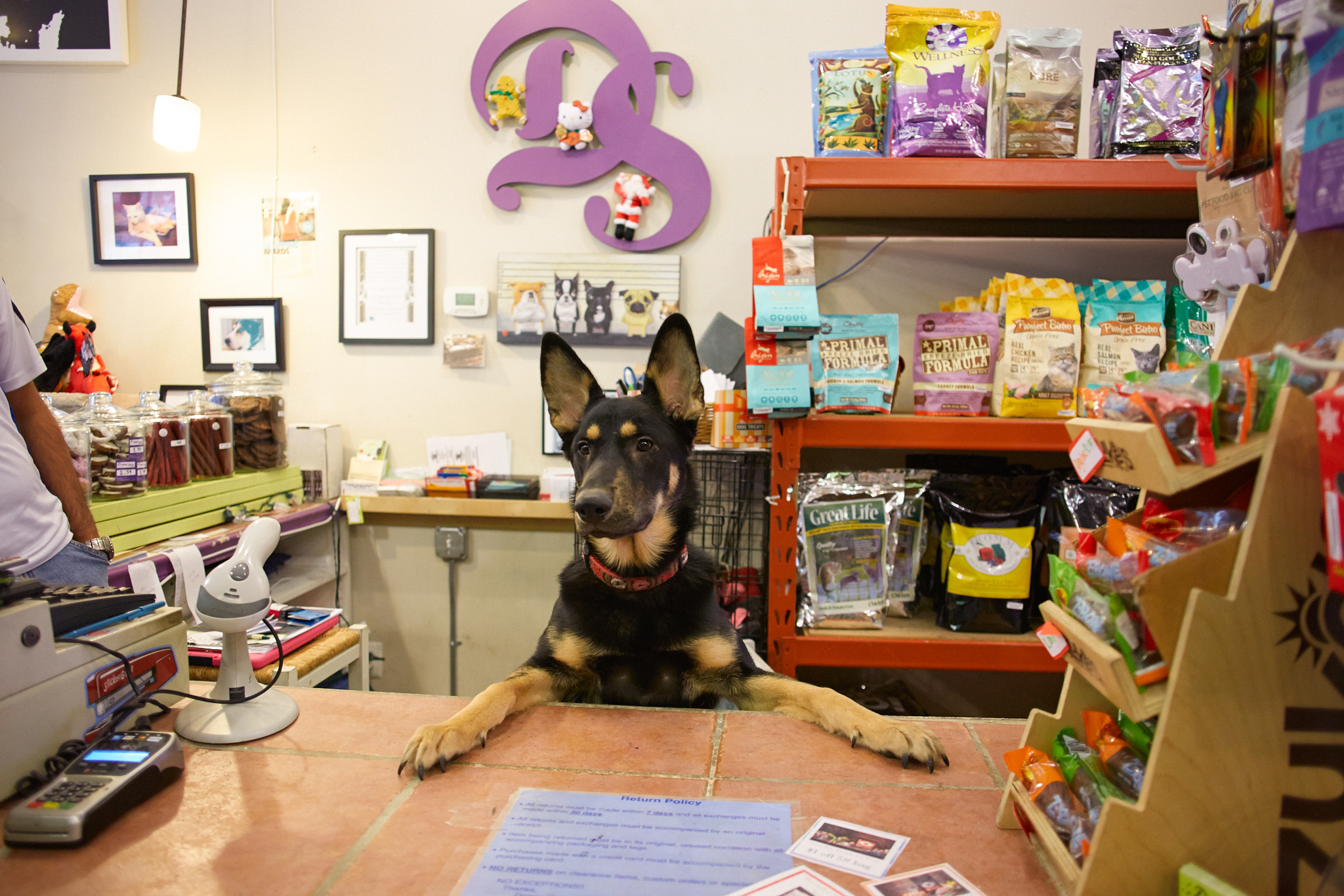 Pet stores in Chicago for dog leashes 