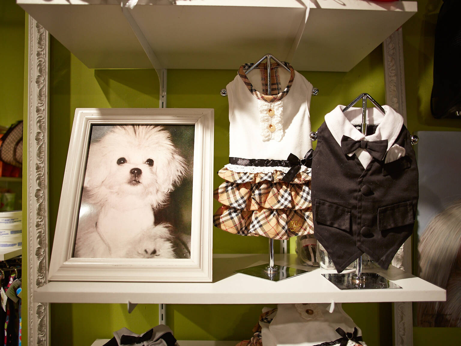 Pet stores in Chicago for dog leashes, cat collars and more