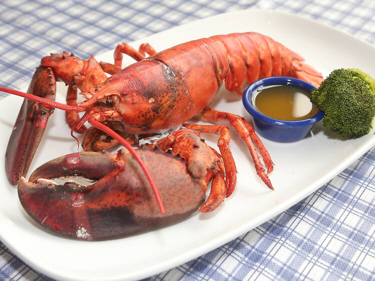 Maine lobster, red lobster