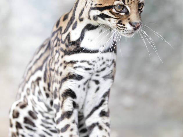Dehiwala Zoological Gardens Dehiwala Zoological Gardens is a zoo in Colombo