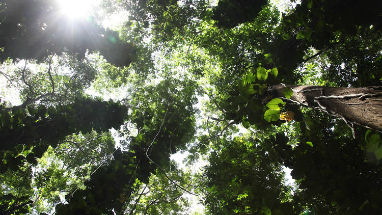 Udawatta Kele is a forest reserve in Kandy