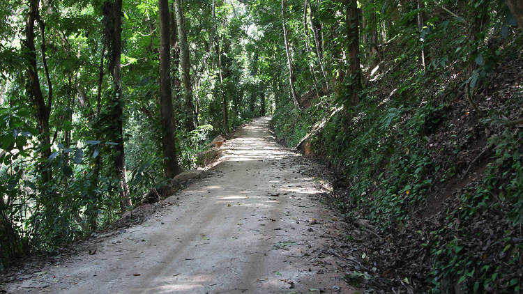 Udawatta Kele is a forest reserve in Kandy