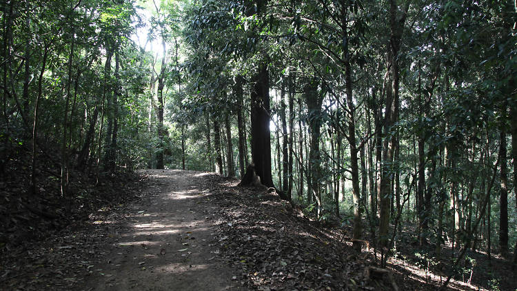 Udawatta Kele is a forest reserve in Kandy