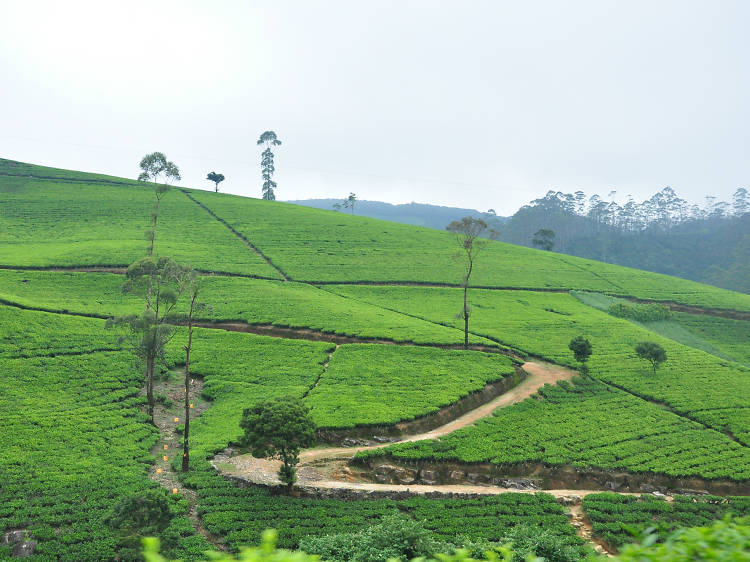 Nuwara Eliya