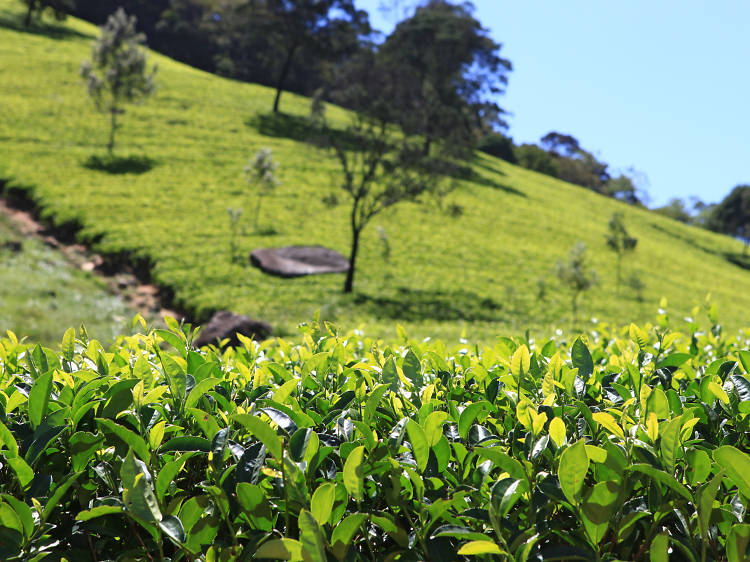 Kandy is a tea growing region in Sri Lanka