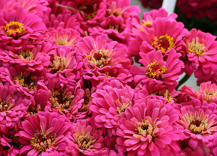 Marché de fleurs 