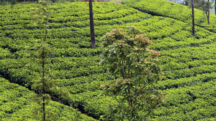 Trekking in Nuwara Eliya Tea Trails