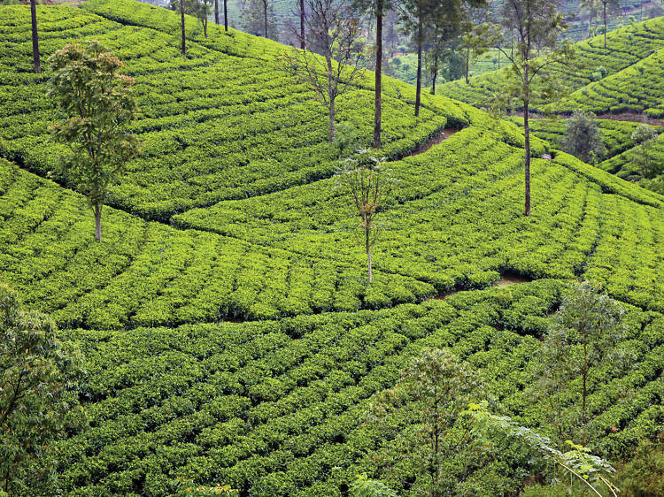 Trekking in Nuwara Eliya Tea Trails