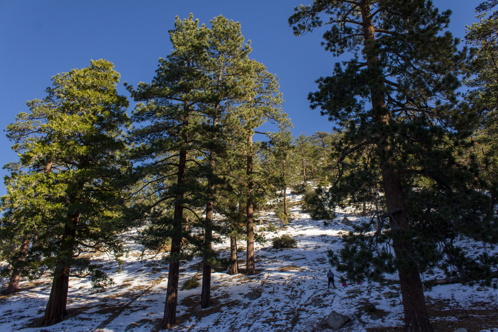 14 Things to Do in Winter in Los Angeles—Including Snow