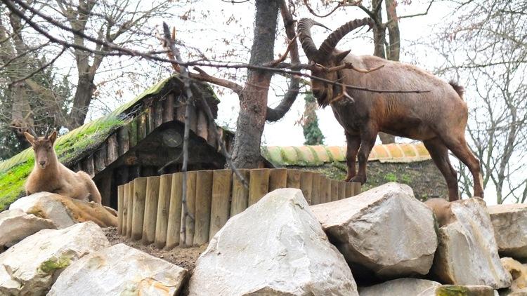 Les bouquetins (Ménagerie du Jardin des Plantes / Photo : © TB / Time Out)