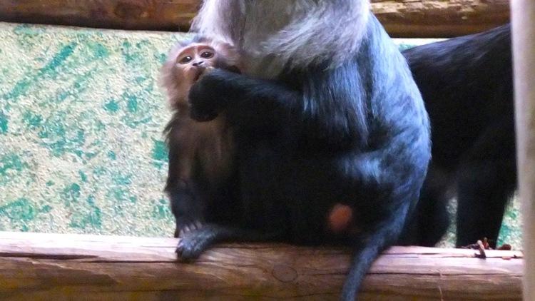 Singerie (Ménagerie du Jardin des Plantes / Photo : © TB / Time Out)