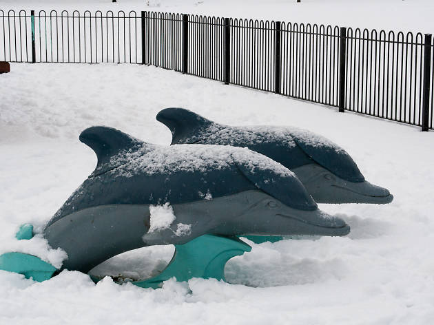 Dolphins in the snow Dolphins in the snow