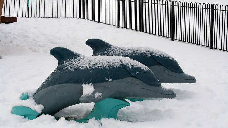 Dolphins in the snow