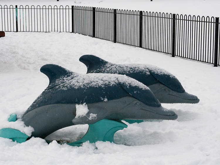 Dolphins in the snow
