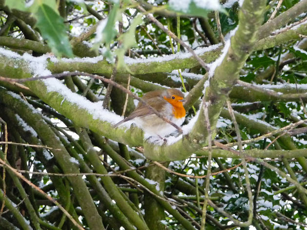 Robin Robin