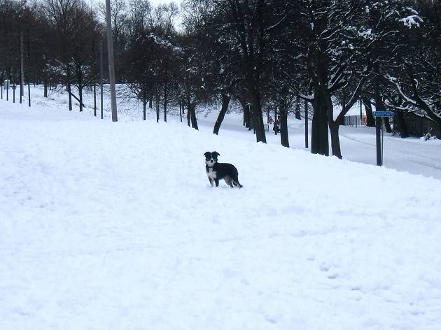 Snow dog Snow dog